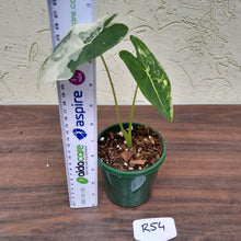 Load image into Gallery viewer, #R54 Alocasia Frydek - Variegated Alocasia Micholitziana
