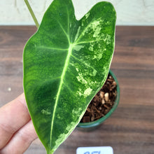 Load image into Gallery viewer, #R54 Alocasia Frydek - Variegated Alocasia Micholitziana