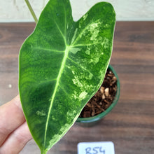 Load image into Gallery viewer, #R54 Alocasia Frydek - Variegated Alocasia Micholitziana