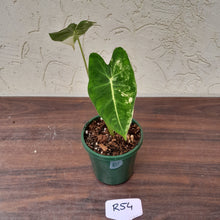 Load image into Gallery viewer, #R54 Alocasia Frydek - Variegated Alocasia Micholitziana