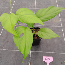 Load image into Gallery viewer, #G3 Rhaphidophora Pertusa