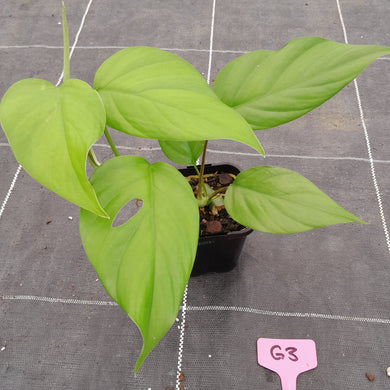 #G3 Rhaphidophora Pertusa