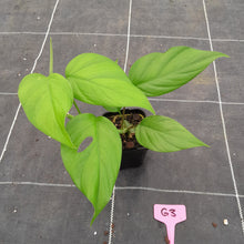 Load image into Gallery viewer, #G3 Rhaphidophora Pertusa