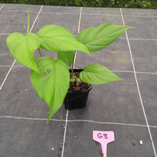 Load image into Gallery viewer, #G3 Rhaphidophora Pertusa