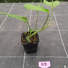 Load image into Gallery viewer, #G3 Rhaphidophora Pertusa