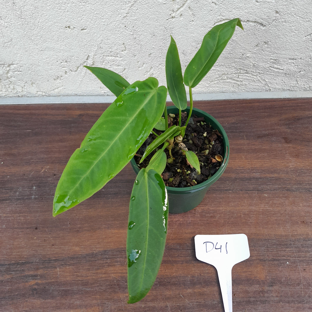 #D41 Two x Headed Anthurium Warocqueanum x Panamense