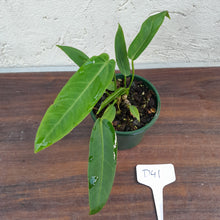 Load image into Gallery viewer, #D41 Two x Headed Anthurium Warocqueanum x Panamense