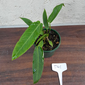 #D41 Two x Headed Anthurium Warocqueanum x Panamense