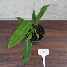 Load image into Gallery viewer, #D41 Two x Headed Anthurium Warocqueanum x Panamense