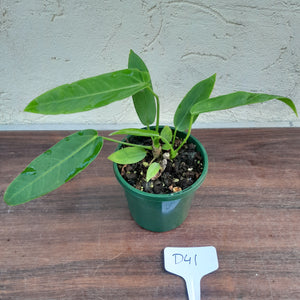 #D41 Two x Headed Anthurium Warocqueanum x Panamense