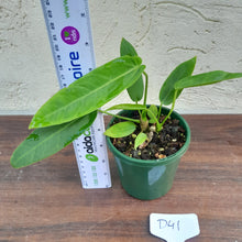 Load image into Gallery viewer, #D41 Two x Headed Anthurium Warocqueanum x Panamense