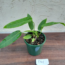 Load image into Gallery viewer, #D41 Two x Headed Anthurium Warocqueanum x Panamense