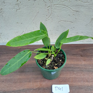 #D41 Two x Headed Anthurium Warocqueanum x Panamense