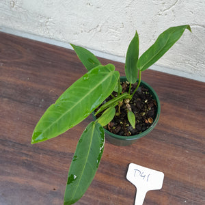 #D41 Two x Headed Anthurium Warocqueanum x Panamense