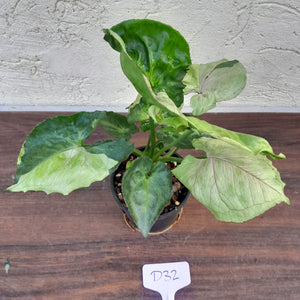 #D32 Syngonium T24