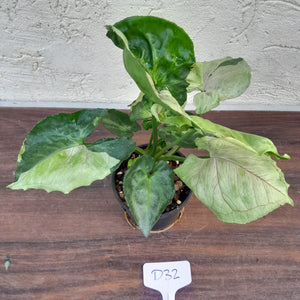 #D32 Syngonium T24