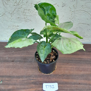 #D32 Syngonium T24