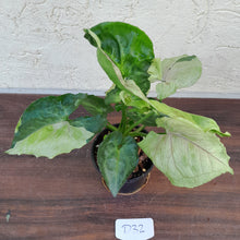 Load image into Gallery viewer, #D32 Syngonium T24