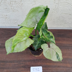 #D32 Syngonium T24