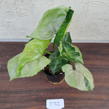 Load image into Gallery viewer, #D32 Syngonium T24