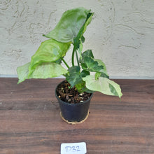 Load image into Gallery viewer, #D32 Syngonium T24