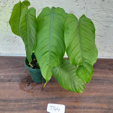 #D44 Philodendron Tenue