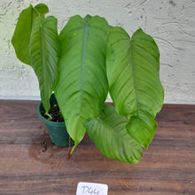 Load image into Gallery viewer, #D44 Philodendron Tenue