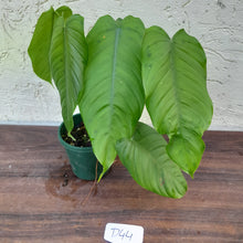 Load image into Gallery viewer, #D44 Philodendron Tenue