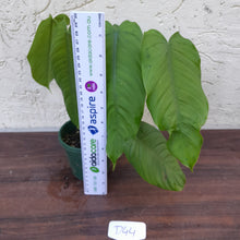 Load image into Gallery viewer, #D44 Philodendron Tenue