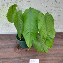 Load image into Gallery viewer, #D44 Philodendron Tenue