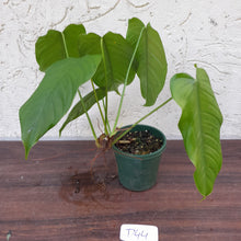 Load image into Gallery viewer, #D44 Philodendron Tenue