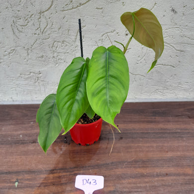#D43 Philodendron Sharoniae