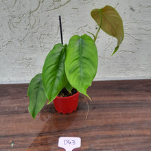 Load image into Gallery viewer, #D43 Philodendron Sharoniae