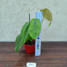 Load image into Gallery viewer, #D43 Philodendron Sharoniae