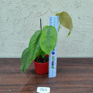 #D43 Philodendron Sharoniae