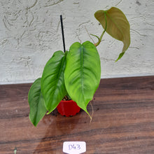 Load image into Gallery viewer, #D43 Philodendron Sharoniae