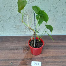 Load image into Gallery viewer, #D43 Philodendron Sharoniae
