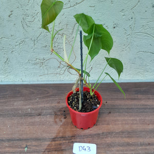 #D43 Philodendron Sharoniae