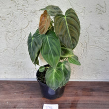 Load image into Gallery viewer, #D30 Philodendron Melanochrysum