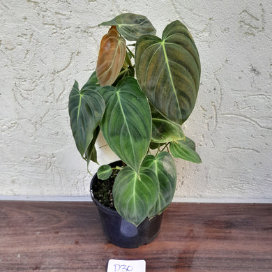 #D30 Philodendron Melanochrysum