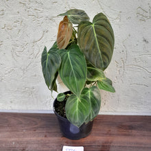 Load image into Gallery viewer, #D30 Philodendron Melanochrysum