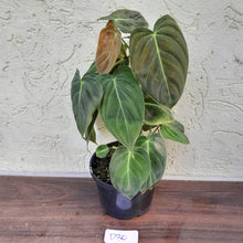 Load image into Gallery viewer, #D30 Philodendron Melanochrysum