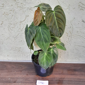 #D30 Philodendron Melanochrysum