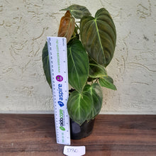Load image into Gallery viewer, #D30 Philodendron Melanochrysum