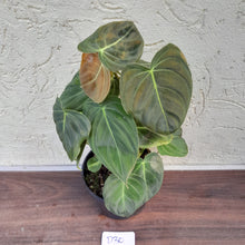Load image into Gallery viewer, #D30 Philodendron Melanochrysum