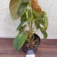 Load image into Gallery viewer, #D30 Philodendron Melanochrysum