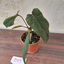 Load image into Gallery viewer, #D17 Anthurium Midnight Velvet