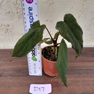 #D17 Anthurium Midnight Velvet