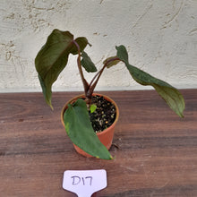 Load image into Gallery viewer, #D17 Anthurium Midnight Velvet