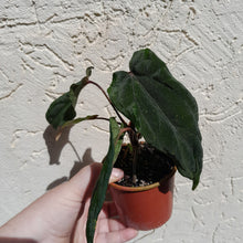 Load image into Gallery viewer, #D17 Anthurium Midnight Velvet